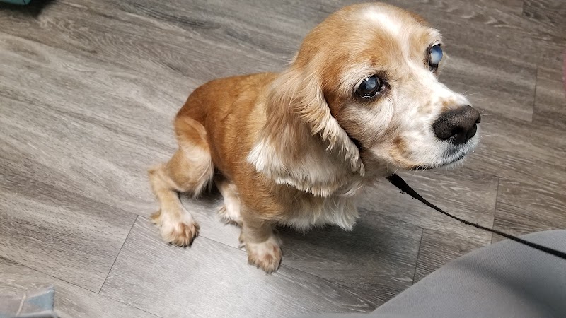 Eye Care for Animals - Austin