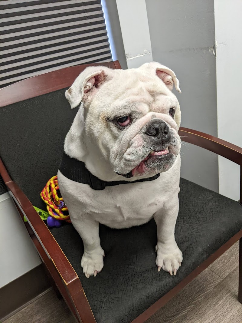 Eye Care for Animals - Austin