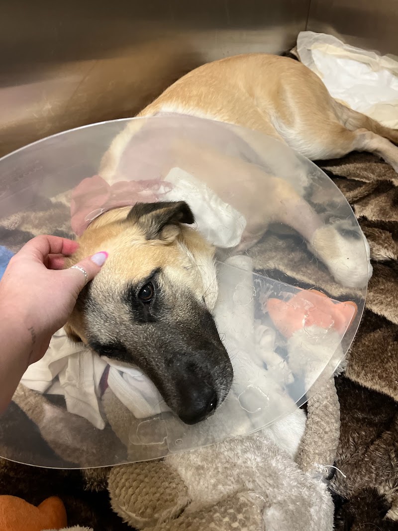 Arizona Canine Orthopedics & Sports Medicine