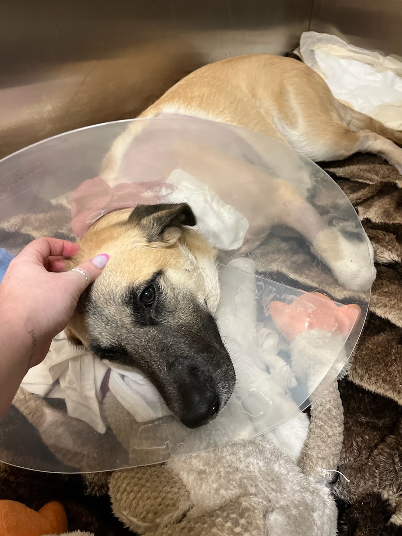 Arizona Canine Orthopedics & Sports Medicine