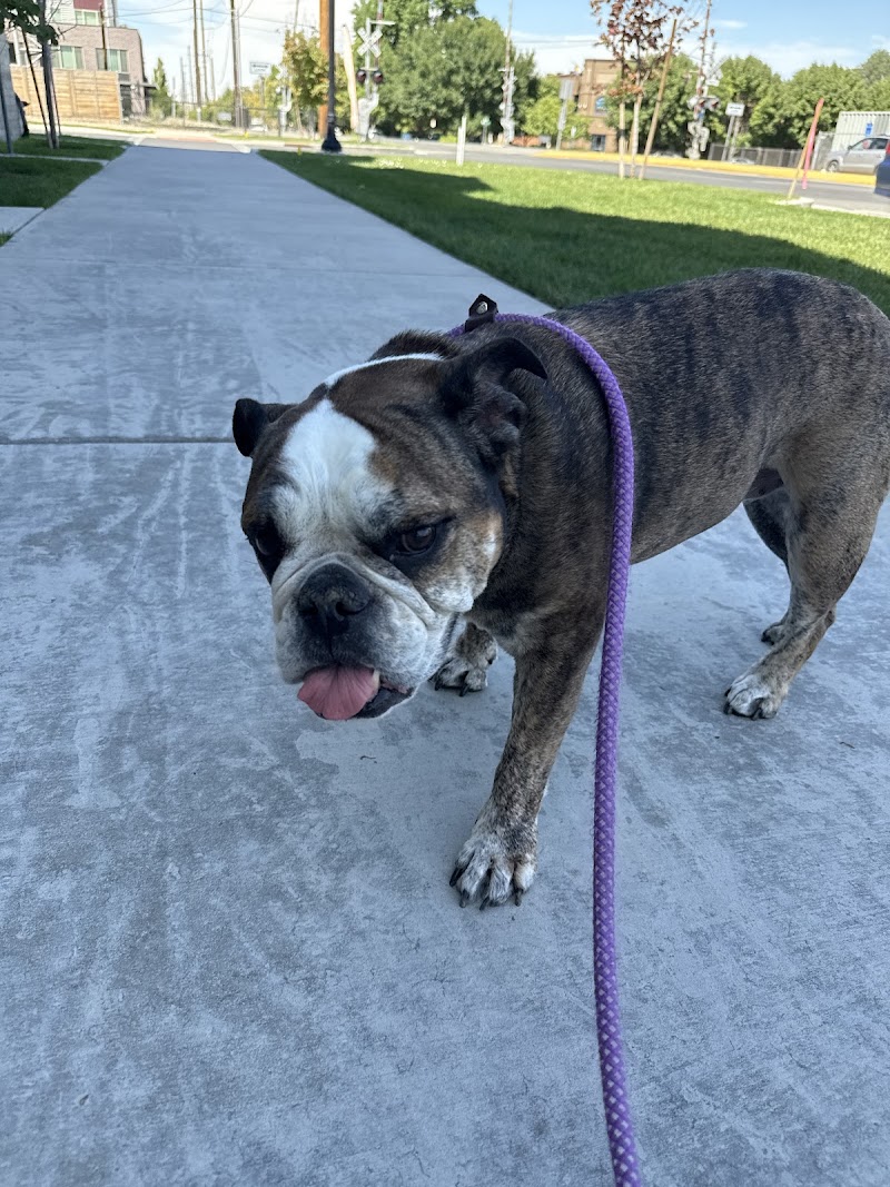 Arizona Canine Orthopedics & Sports Medicine