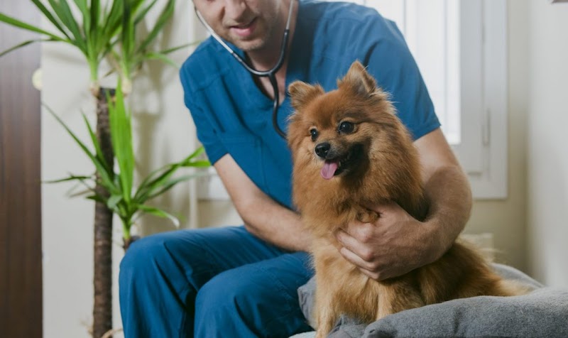 TomVets - Veterinarios a Domicilio