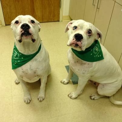 Carolinas Veterinary Medical Hospital