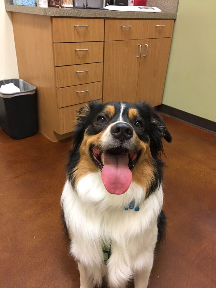 South Park Animal Hospital - Austin