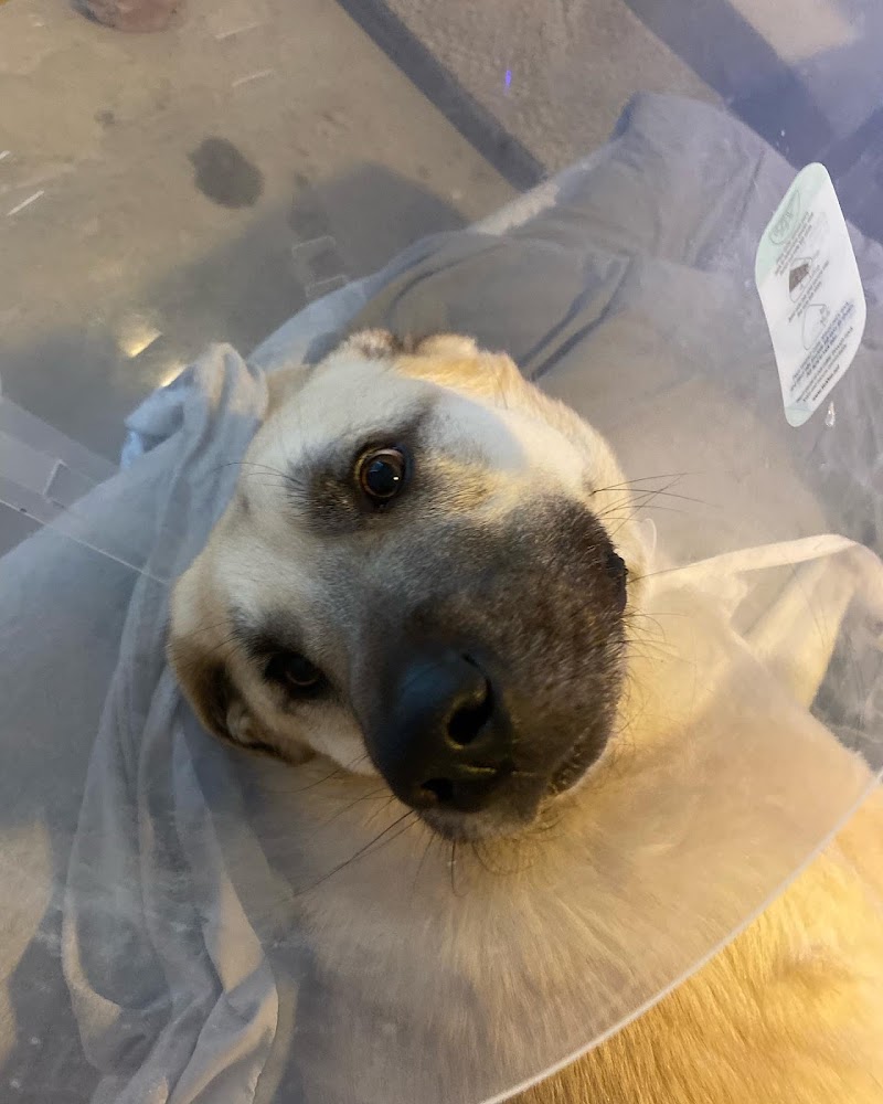 South Park Animal Hospital