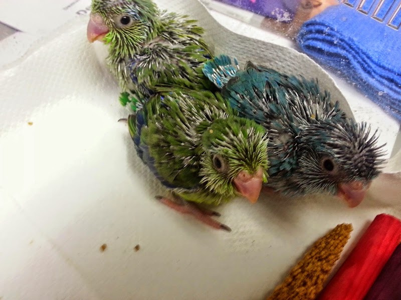 VCA Rancho San Diego Animal Hospital