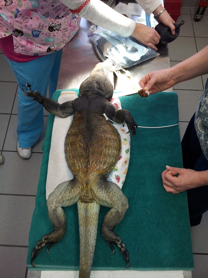 VCA Rancho San Diego Animal Hospital
