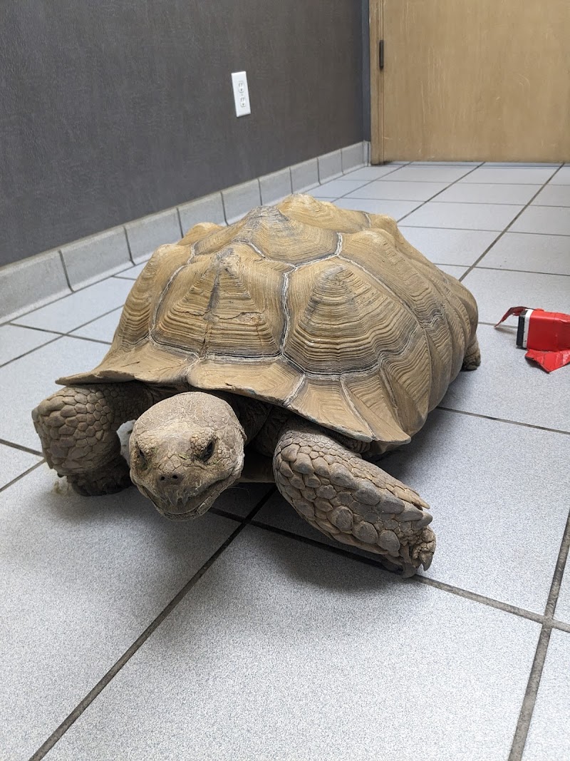 VCA Rancho San Diego Animal Hospital