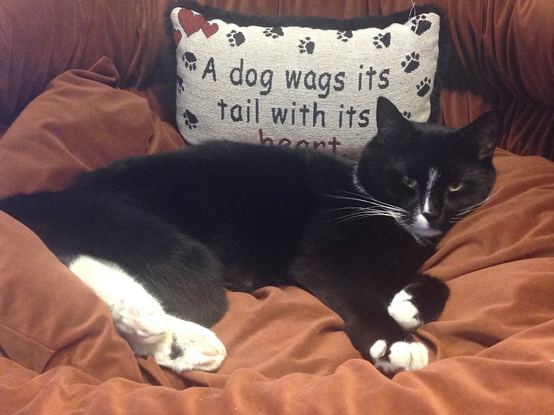 Advanced Veterinary Specialty Center of New England