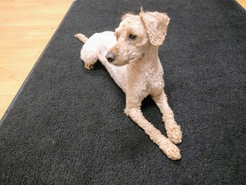 Advanced Veterinary Specialty Center of New England