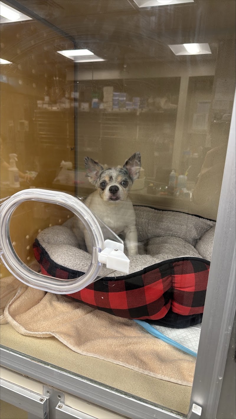 BluePearl Pet Hospital