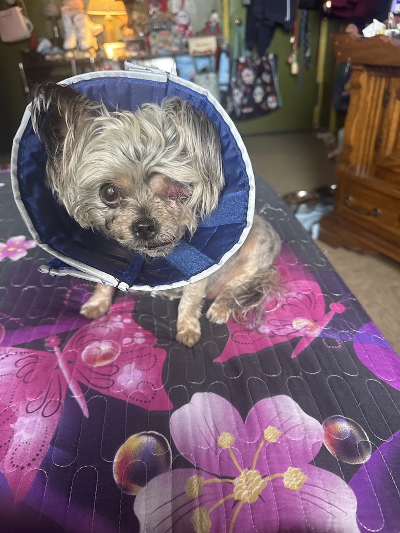 BluePearl Pet Hospital