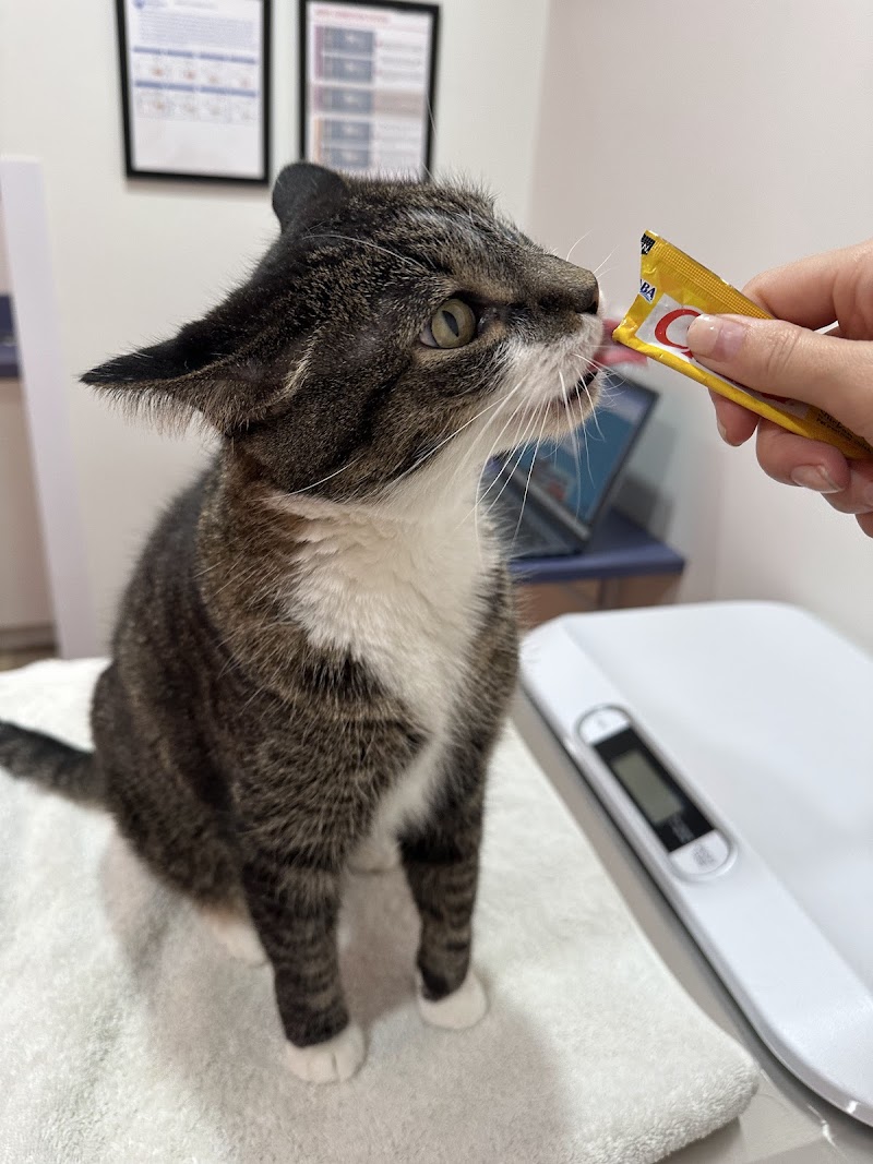 Best Friends Animal Hospital