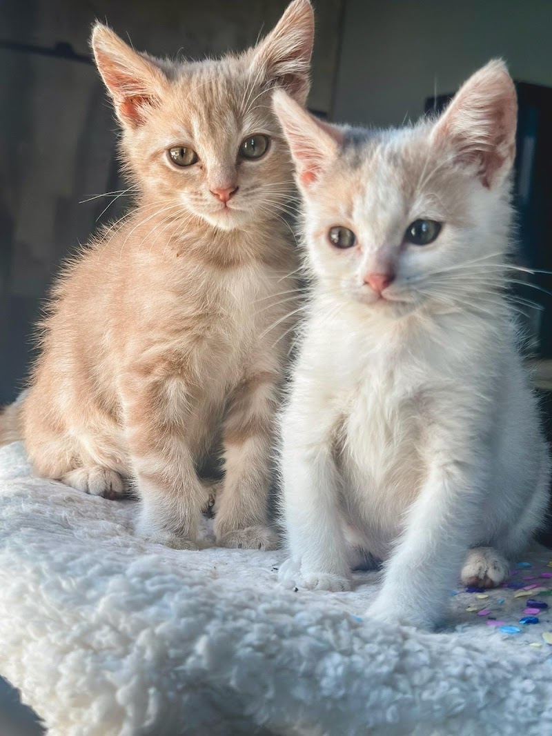 Best Friends Animal Hospital