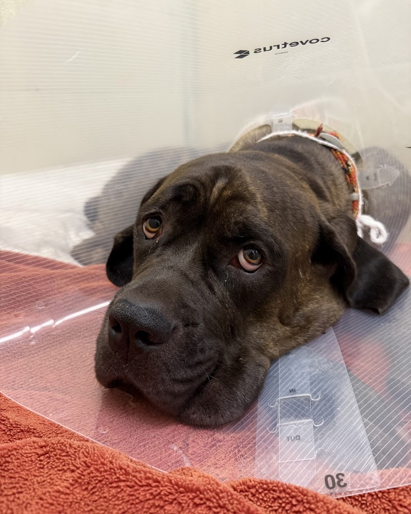 Portland Veterinary Emergency and Specialty Care