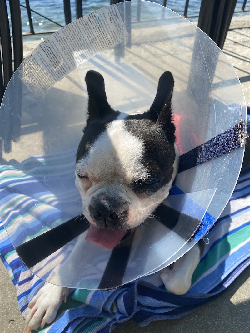 Portland Veterinary Emergency and Specialty Care