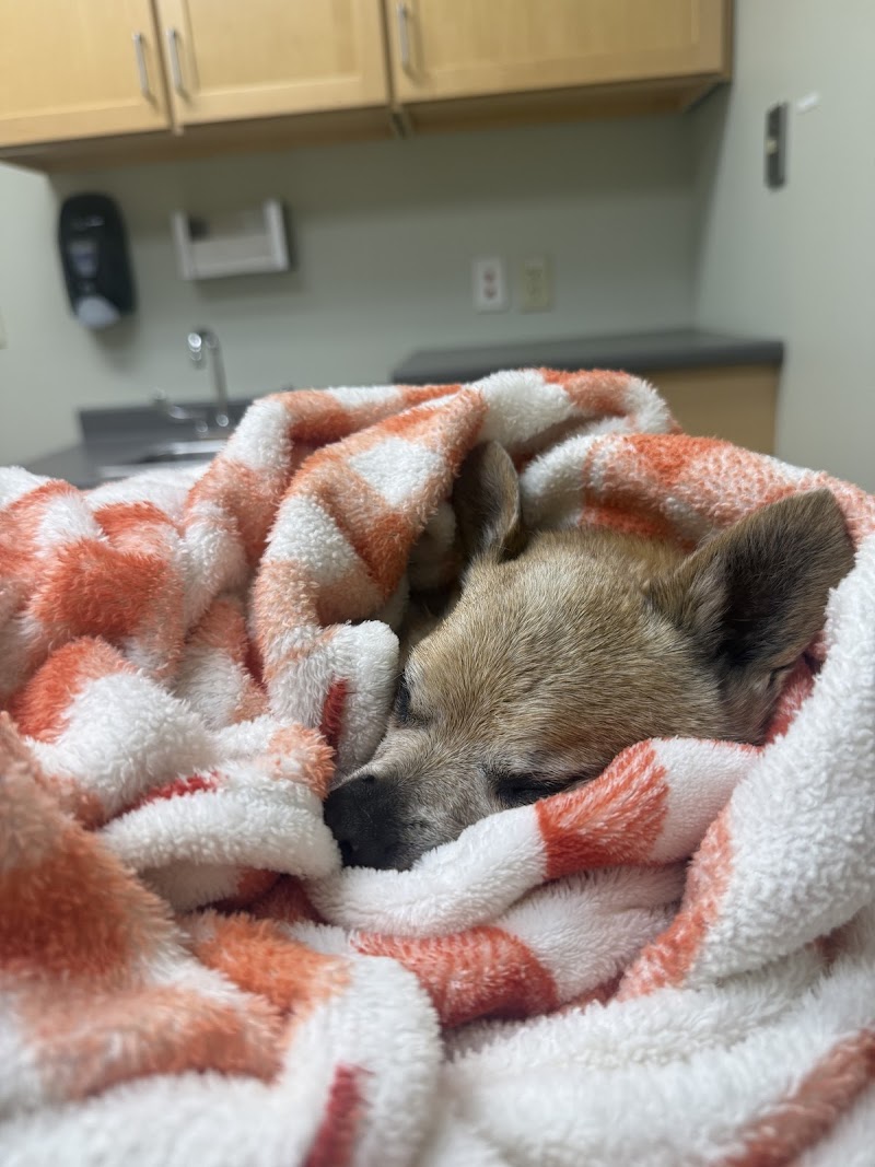 Portland Veterinary Emergency and Specialty Care