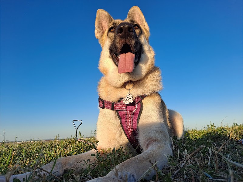 Animal Hospital of San Antonio