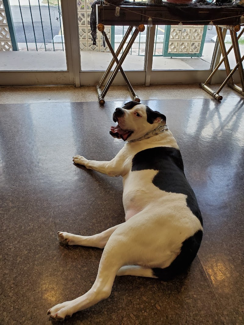 Animal Hospital of San Antonio