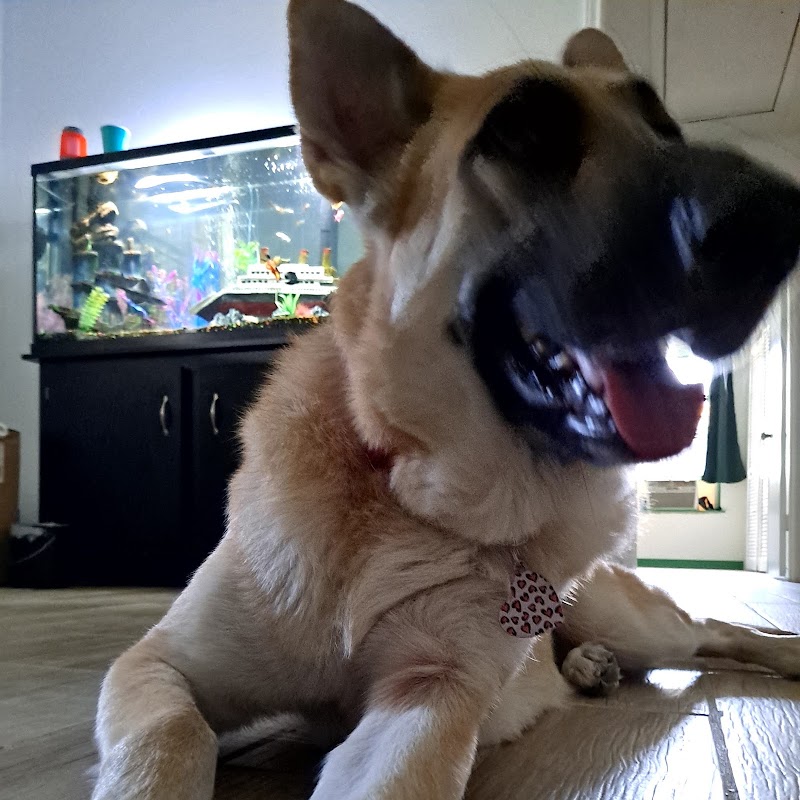 Animal Hospital of San Antonio