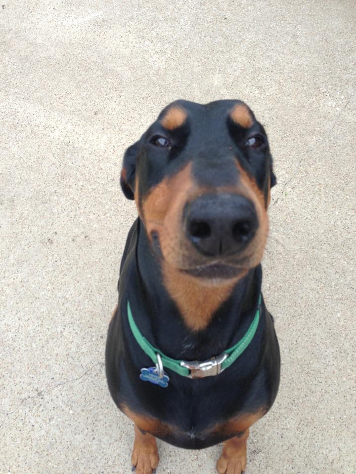 VCA Katy Trail Animal Hospital
