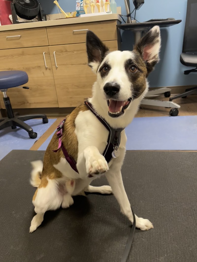 MedVet Chicago
