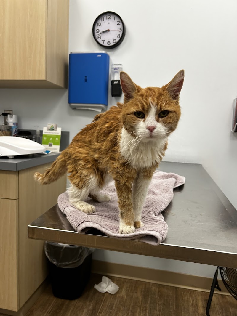 Veterinary Urgent Care Center - Easton