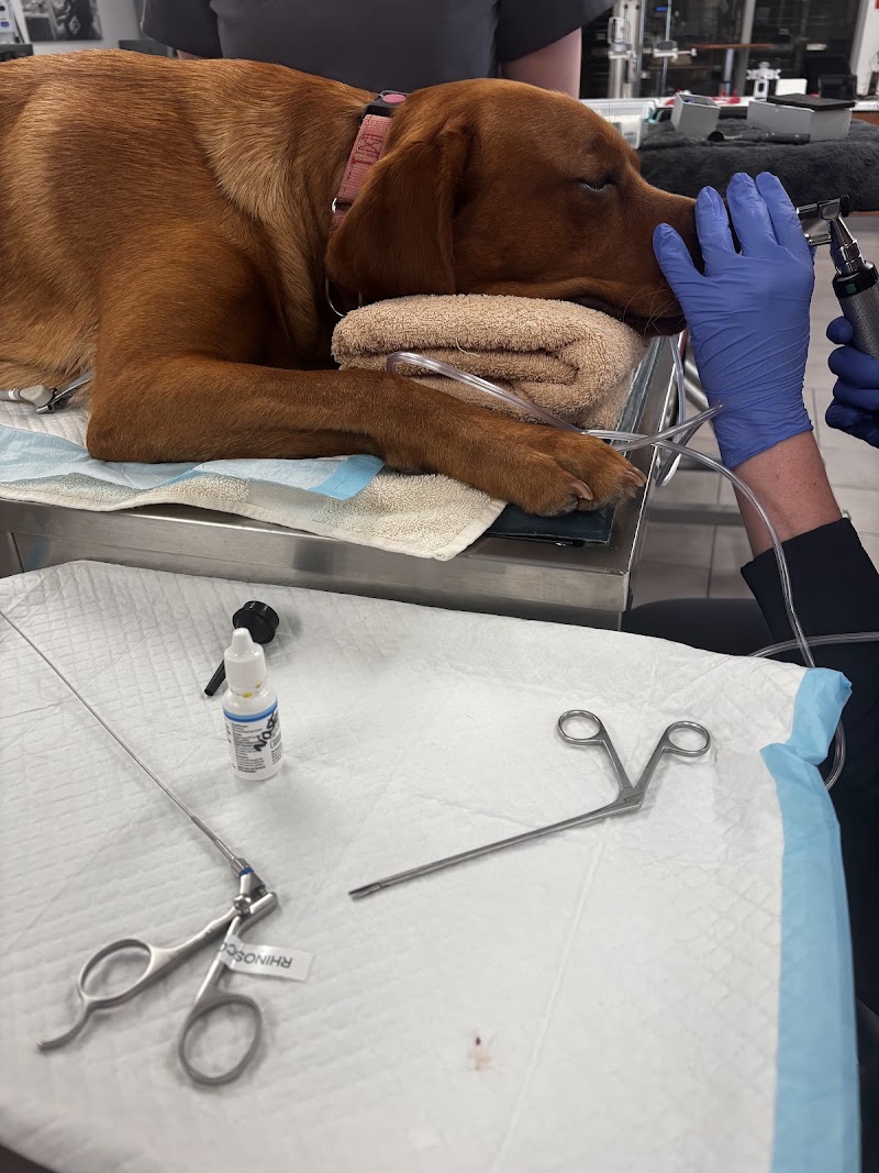 Veterinary Emergency Group