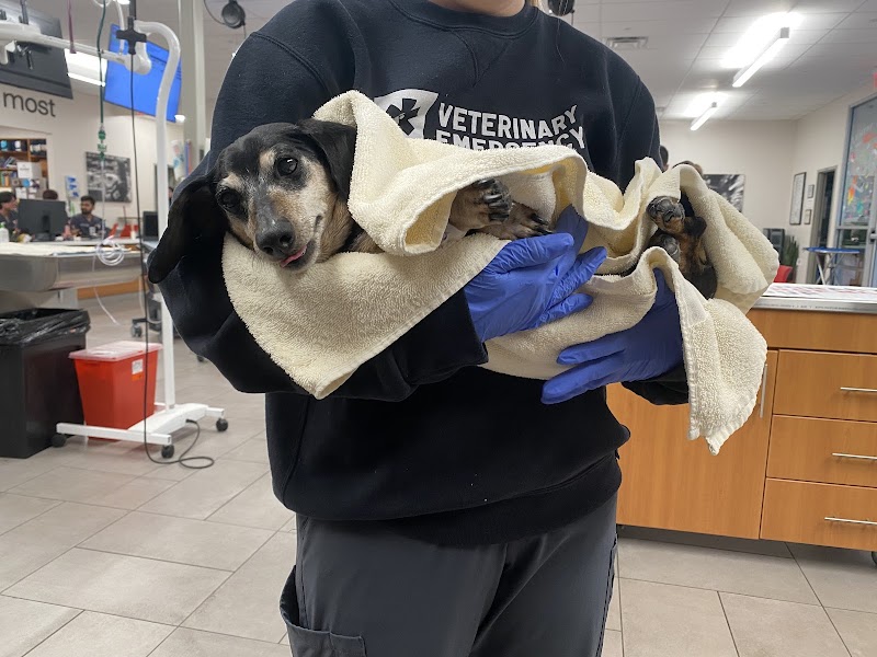 Veterinary Emergency Group