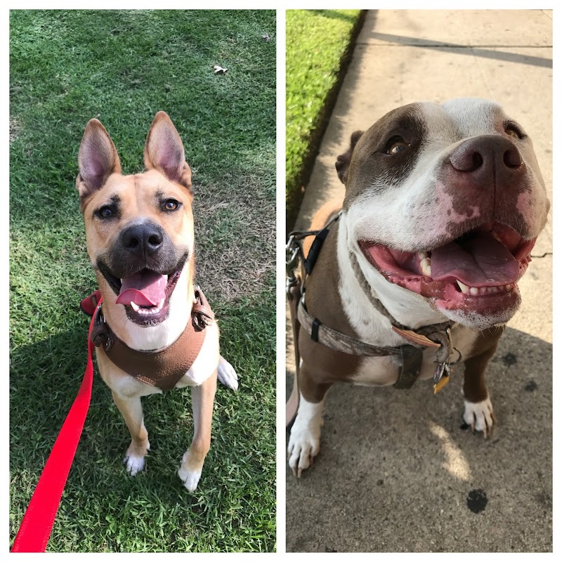 Five Star Veterinary Center