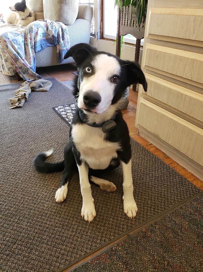 Five Star Veterinary Center