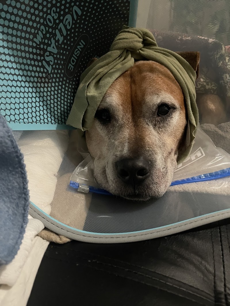 Veterinary Emergency & Specialty Hospital - South Deerfield