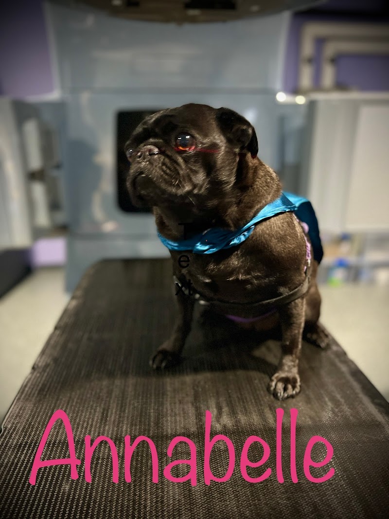 PetCure Oncology Clifton NJ - Advanced Cancer Treatments for Cats & Dogs
