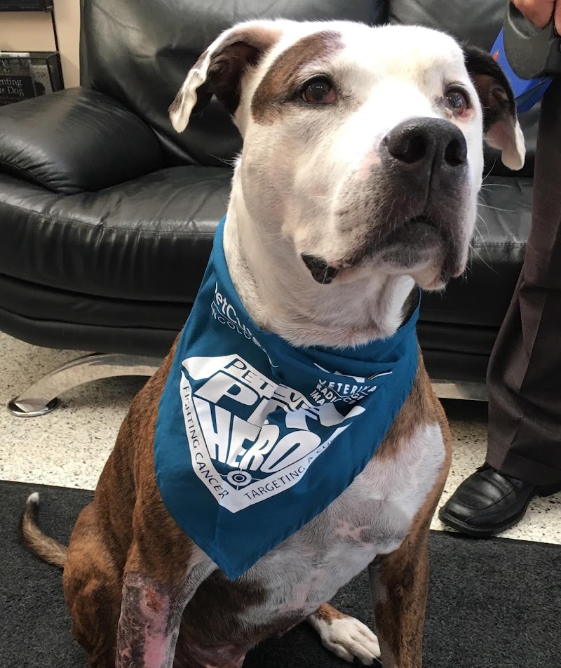 PetCure Oncology Clifton NJ - Advanced Cancer Treatments for Cats & Dogs