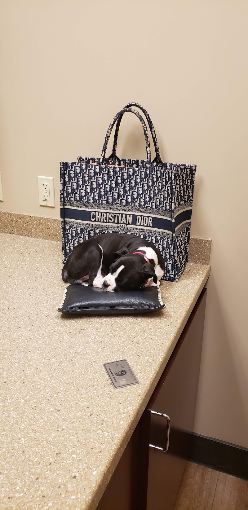 Powers Ferry Animal Hospital