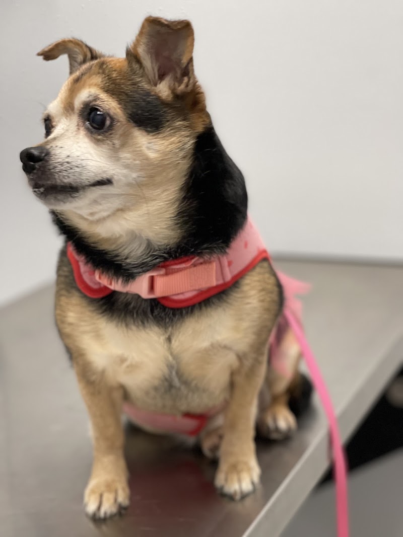 Country Brook Animal Hospital