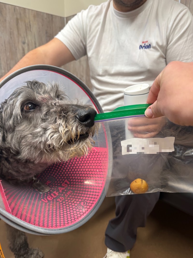 Emergency Veterinary Clinic of Tualatin