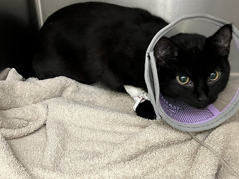 Emergency Veterinary Clinic of Tualatin