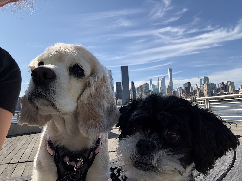Veterinary Eye Center of New York City (Long Island City)