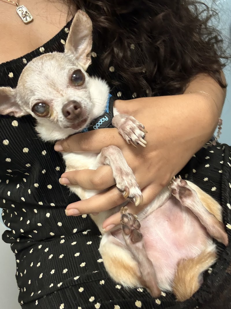 Veterinary Eye Center of New York City (Long Island City)
