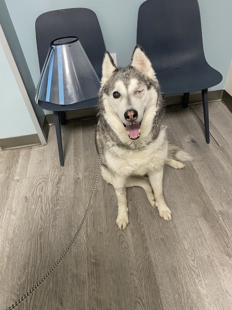 Veterinary Eye Center of New York City (Long Island City)