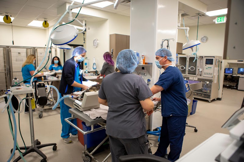 VCA Capital Area Veterinary Specialists