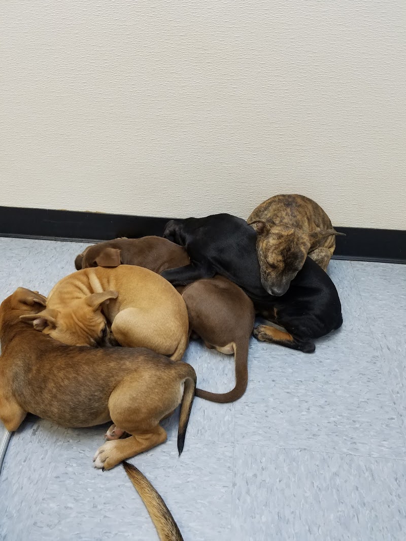 South Belt Animal Hospital