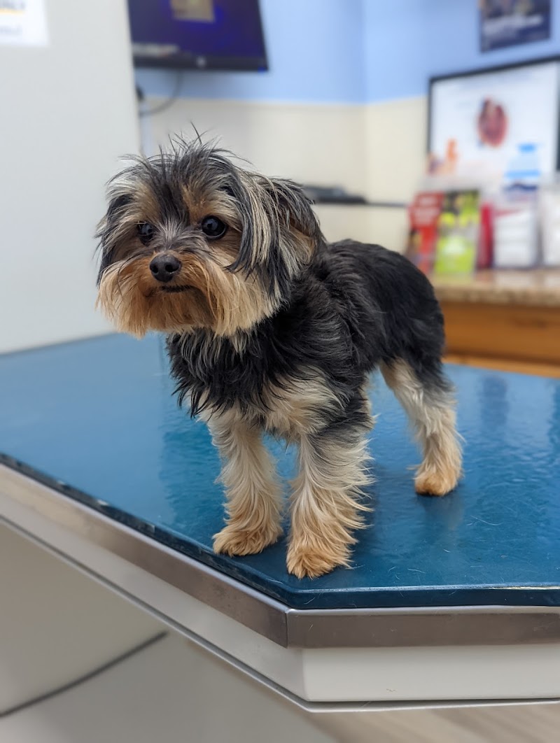 South Belt Animal Hospital