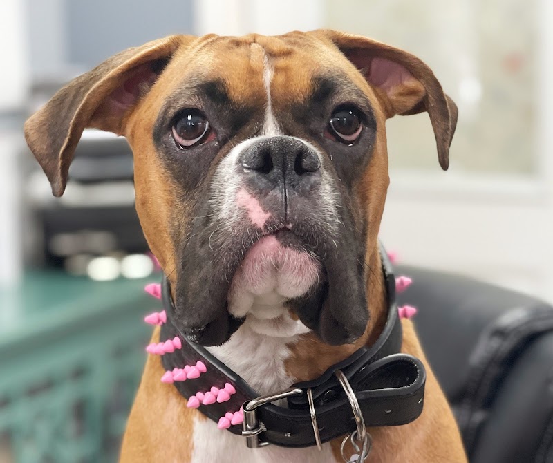 South Belt Animal Hospital