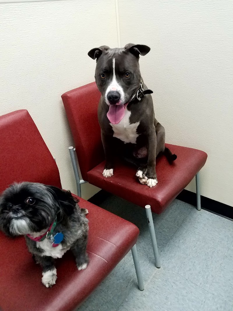 South Belt Animal Hospital