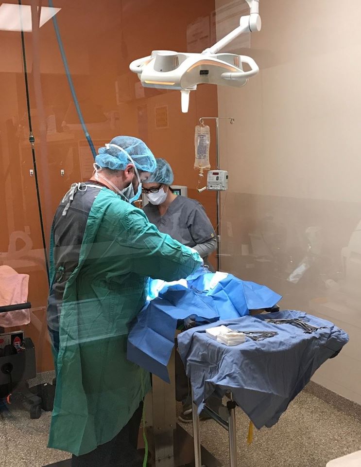 South Loop Animal Hospital