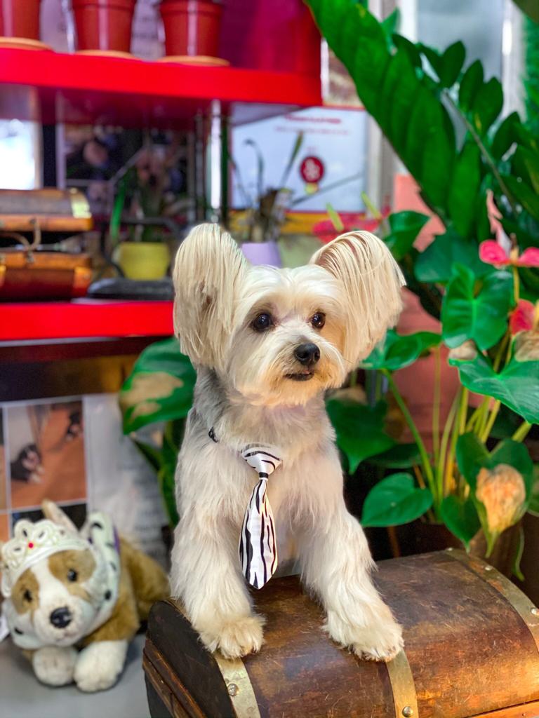ASPCA Animal Hospital - By Appointment Only