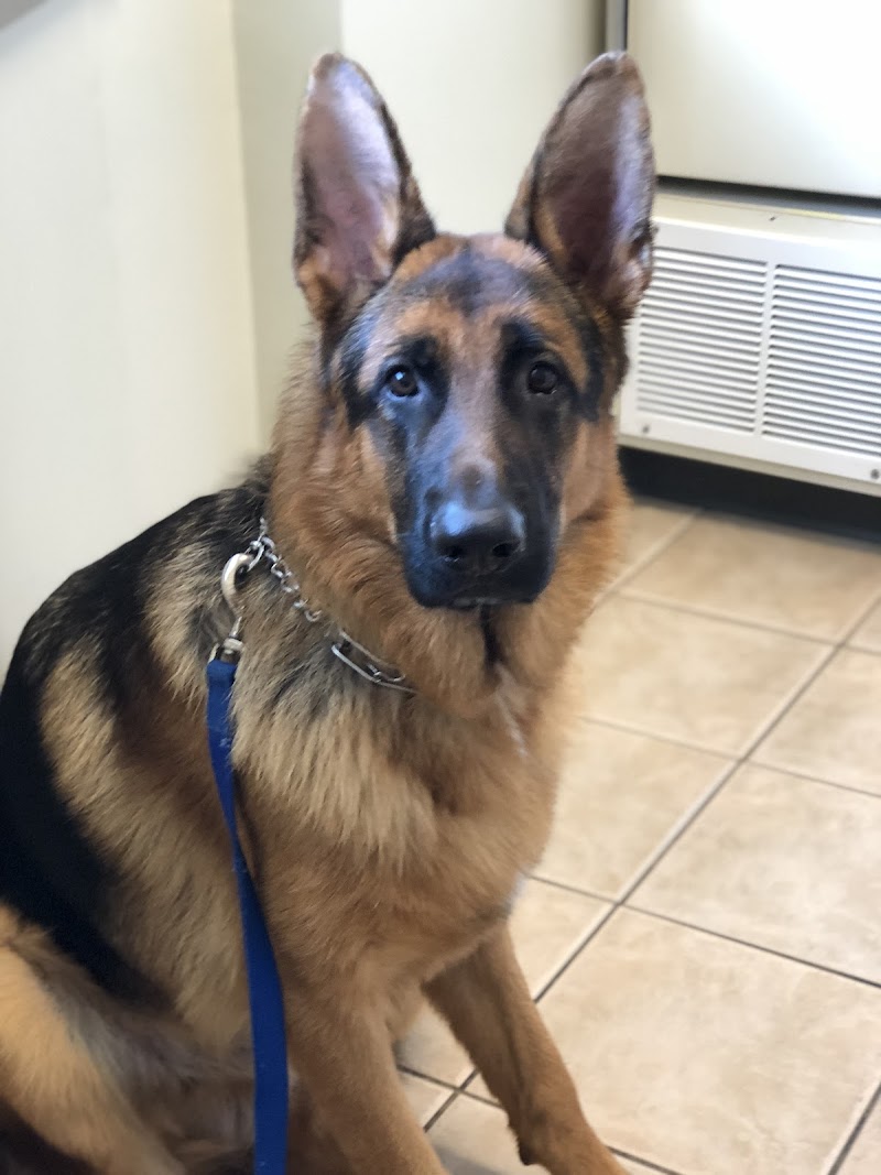 Eastlake Veterinary Hospital: Carl Anderson, DVM