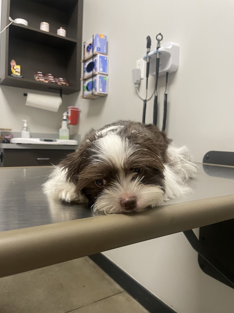 Sunset Animal Hospital